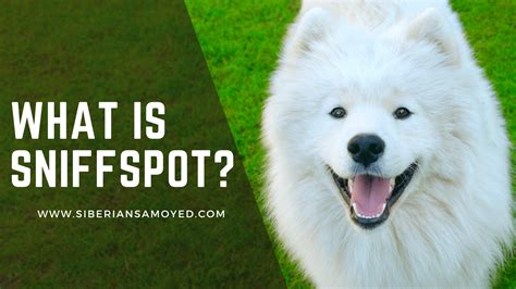 Bring pure joy to your dog's face by letting. . Sniffspot near me